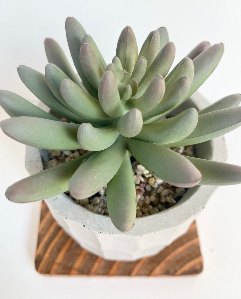 May include: A succulent plant with pale green leaves and purple tips, potted in a geometric gray concrete planter. The planter sits on a small, round wooden coaster with a striped pattern. The plant's leaves are arranged in a rosette shape.