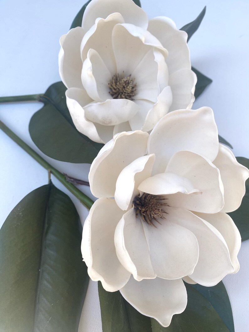 May include: Two large, creamy white magnolia flowers with dark brown centers and multiple petals are displayed. Dark green leaves and stems are visible, creating a natural contrast. The flowers are arranged against a white background.