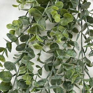 May include: A bunch of eucalyptus stems with green leaves. The leaves are round and have a slightly textured surface.