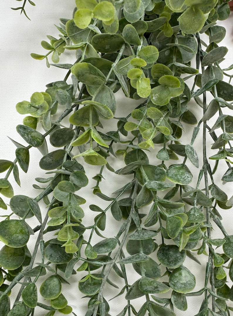 May include: A bunch of eucalyptus stems with green leaves. The leaves are round and have a slightly textured surface.