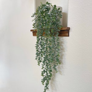May include: A green leafy plant in a white pot sits on a wooden shelf against a white wall.