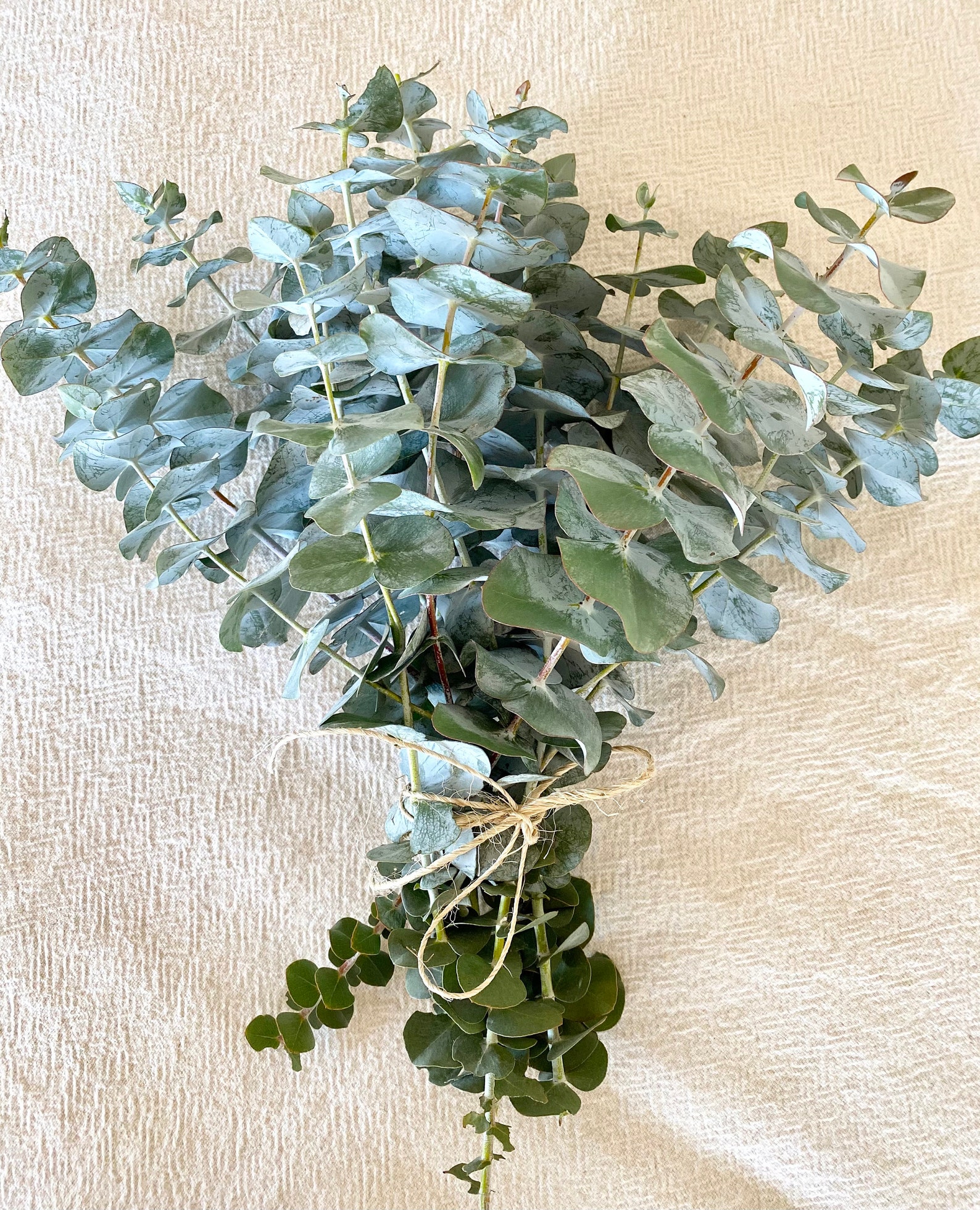 Fresh Eucalyptus Bunch Aromatic Scent Eucalyptus Bouquet Etsy