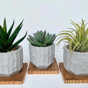 May include: Three small potted succulents in geometric gray concrete planters sit on square wooden bases. The plants include a spiky green aloe, a blue-green succulent, and a wispy green plant.
