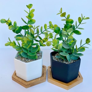 May include: Two potted plants with green leaves. The plant on the left is in a white hexagonal pot with a wooden base. The plant on the right is in a black hexagonal pot with a wooden base.
