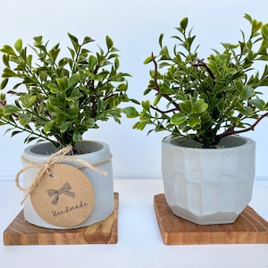 May include: Two small potted plants with green leaves in gray concrete pots with a wooden base. The pot on the left has a brown tag that says "Handmade".
