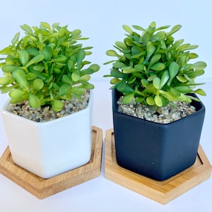 May include: Two small potted plants with bright green leaves. One is in a white geometric pot, the other in a black pot. Both sit on hexagonal bamboo trays, offering a modern, minimalist look. These plants are suitable for home decoration.