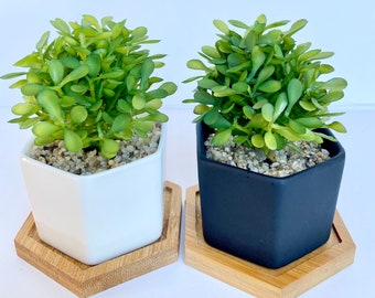 Small Artificial Plant in white or black Hexagon Pot with Bamboo Tray, Floating Shelve Decor, Kitchen Counter Decoration, RV Decoration