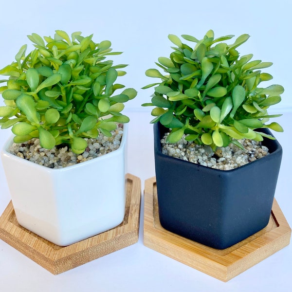 Small Artificial Plant in white or black Hexagon Pot with Bamboo Tray, Floating Shelve Decor, Kitchen Counter Decoration, RV Decoration