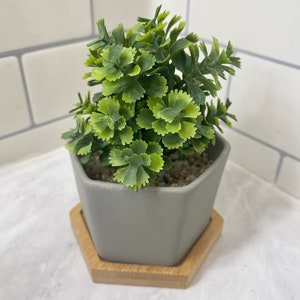 May include: A small potted plant with green leaves in a gray hexagonal planter with a wooden hexagonal base.