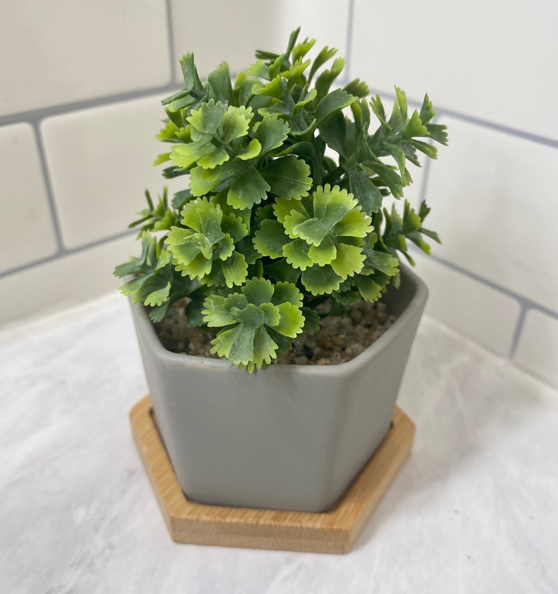 May include: A small potted plant with green leaves in a gray hexagonal planter with a wooden hexagonal base.