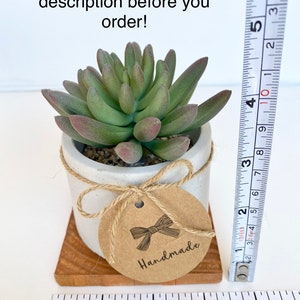 May include: A small succulent plant in a white pot tied with twine, sitting on a wooden base. The plant has green and red-tipped leaves. A tag with a bow illustration and the word "Handmade" hangs from the pot. The plant measures approximately 4 inches tall.
