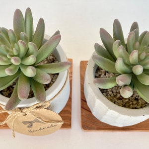 May include: Two succulent plants in white concrete pots, each resting on a small wooden square. The succulents have green leaves with reddish-purple tips. A tag that says "Handmade" is tied to one of the pots.