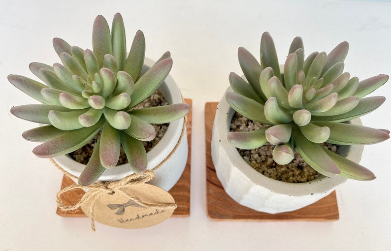 May include: Two succulent plants in white concrete pots, each resting on a small wooden square. The succulents have green leaves with reddish-purple tips. A tag that says "Handmade" is tied to one of the pots.