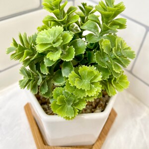 May include: A small, green, artificial succulent plant in a white hexagonal planter with a wooden base.
