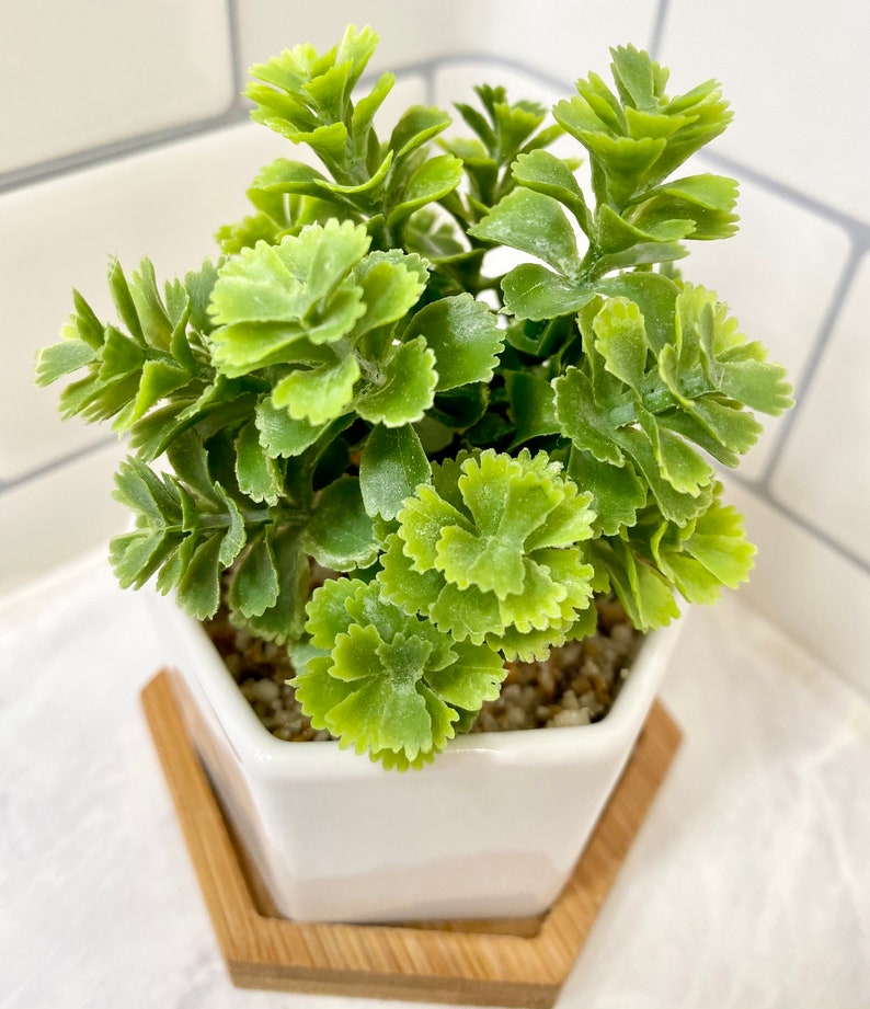 May include: A small, green, artificial succulent plant in a white hexagonal planter with a wooden base.