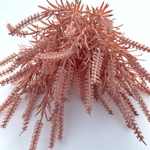 May include: A bunch of artificial pink flower stems with long, thin, feathery leaves.