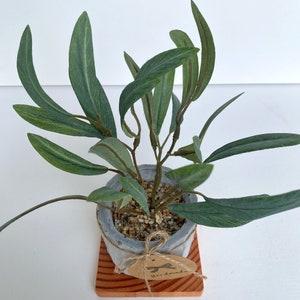 May include: A small potted plant with green leaves in a grey concrete pot. The pot is sitting on a small wooden square with a brown tag that says "Handmade".
