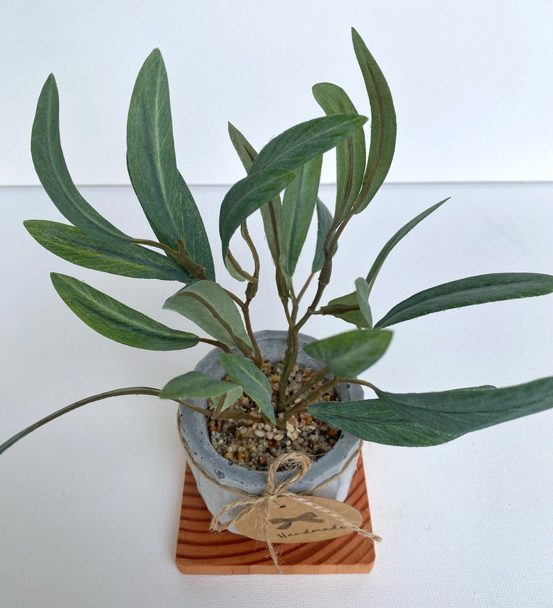 May include: A small potted plant with green leaves in a grey concrete pot. The pot is sitting on a small wooden square with a brown tag that says "Handmade".