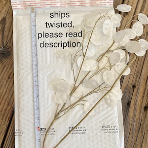 May include: A bunch of dried, white, papery seed pods with brown stems. The pods are arranged in a fan shape and are about 15 inches long. The pods are packaged in a white bubble mailer with the text "ships twisted, please read description" printed on the front.