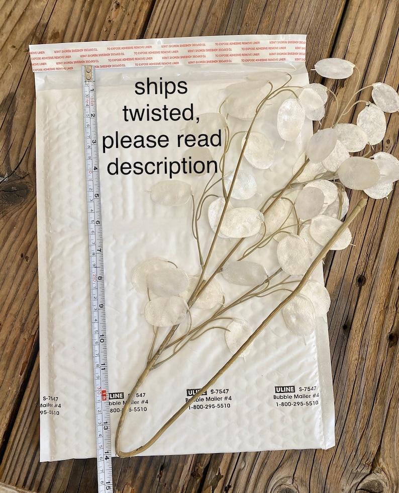 May include: A bunch of dried, white, papery seed pods with brown stems. The pods are arranged in a fan shape and are about 15 inches long. The pods are packaged in a white bubble mailer with the text "ships twisted, please read description" printed on the front.