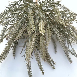 May include: A bunch of dried, light green, feathery sprigs of foliage. The sprigs are arranged in a bouquet and have a natural, rustic look.