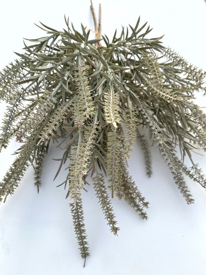 May include: A bunch of dried, light green, feathery sprigs of foliage. The sprigs are arranged in a bouquet and have a natural, rustic look.