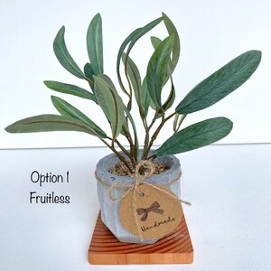 May include: A small, grey concrete planter with a brown paper tag that says "Handmade" and a brown bow. The planter is filled with a small, green, leafy plant and is sitting on a wooden base.