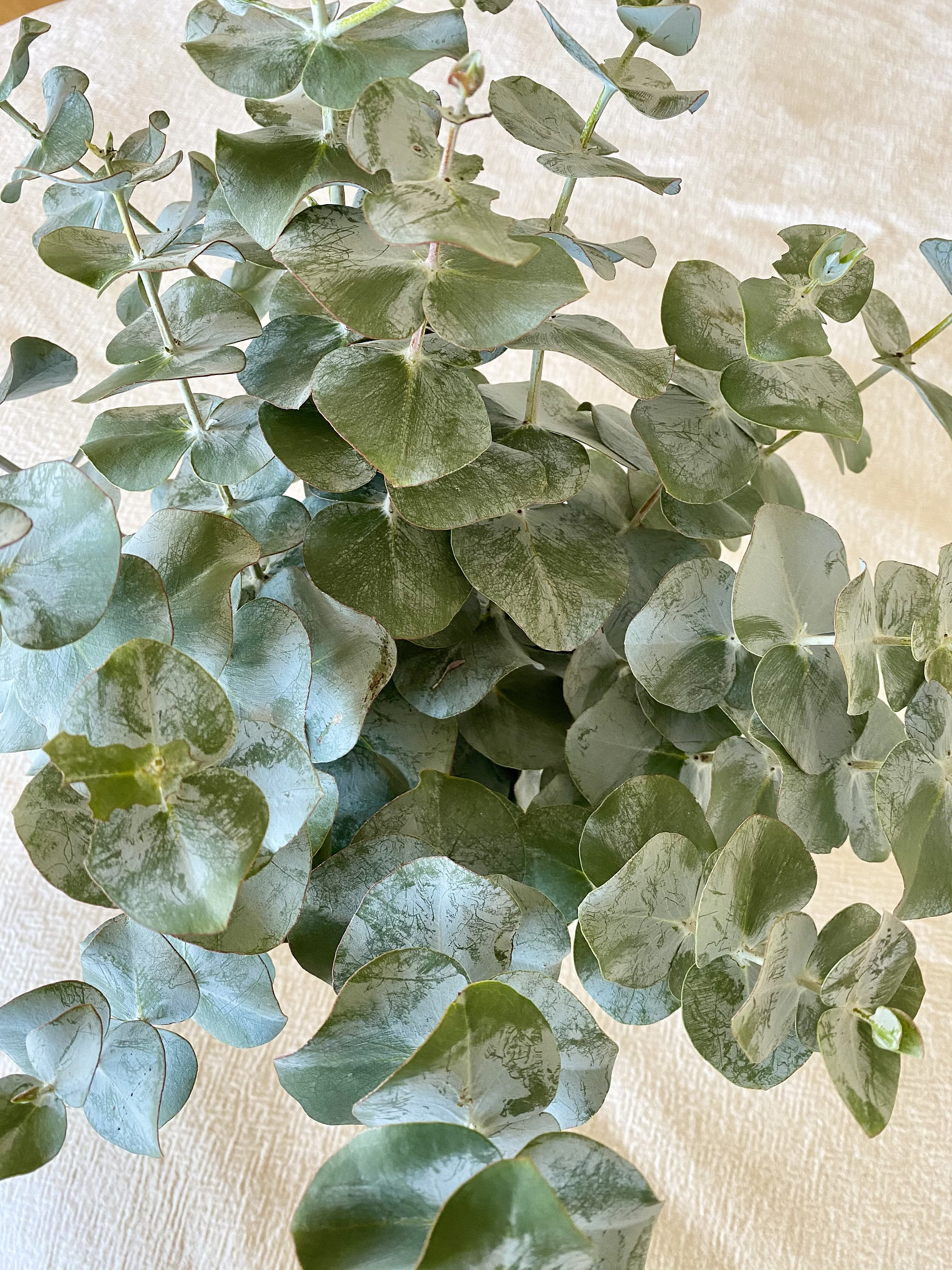 Fresh Eucalyptus Bunch Aromatic Scent Eucalyptus Bouquet Etsy