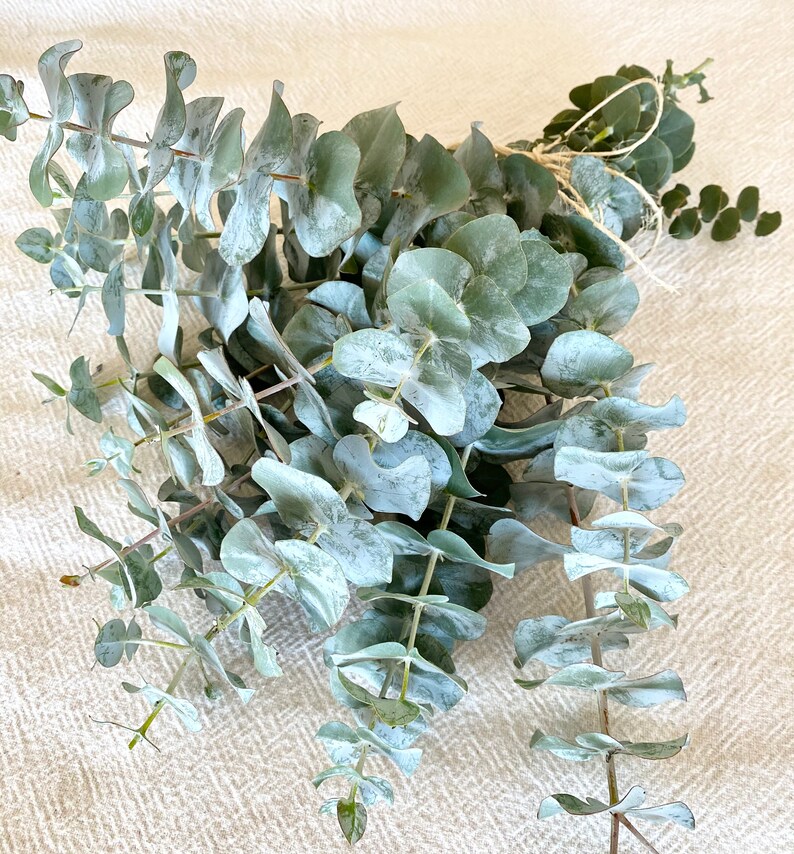 Fresh Eucalyptus Bunch Aromatic Scent Eucalyptus Bouquet Etsy