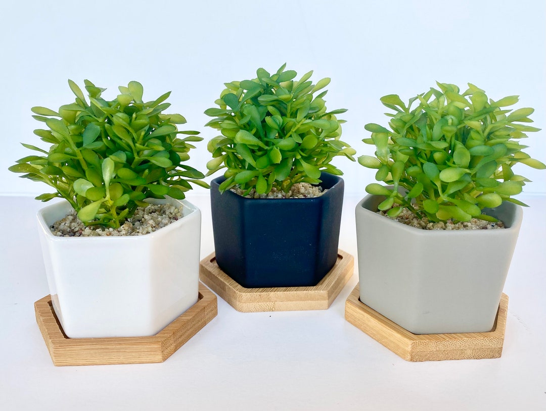 Small Artificial Plant in White, Black or Grey Hexagon Pot With Bamboo