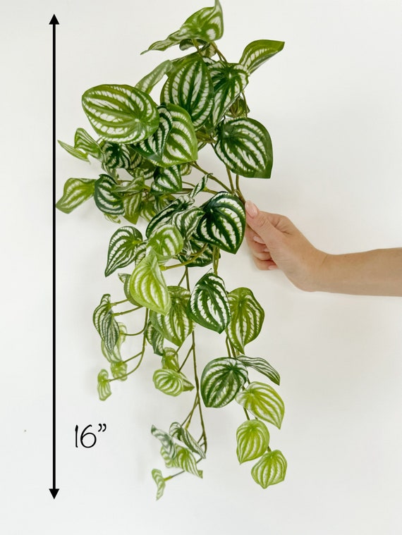 Wassermelonen-Hngebusch 16 "- Hochwertige knstliche Hngepflanze -  Knstliche Wassermelone, Peperomia-Pflanze - Etsy.de