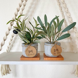 May include: Two small potted olive trees in grey concrete pots with brown paper tags that say "Handmade". The pots are sitting on a wooden shelf.
