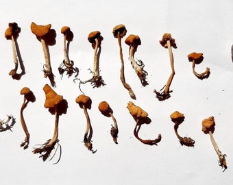 The smallest dried mushrooms, a set of 15 pieces