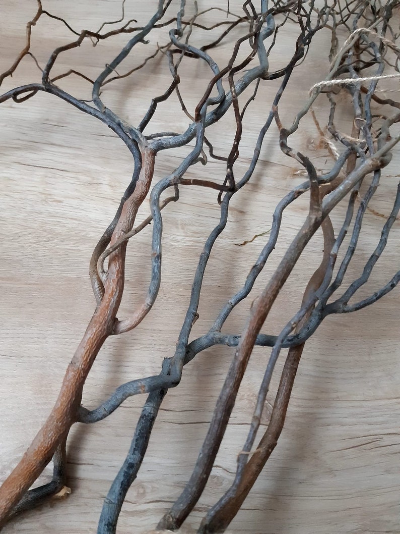 Curly Willow Live Willows Best Spring Decor 34 Feet Etsy