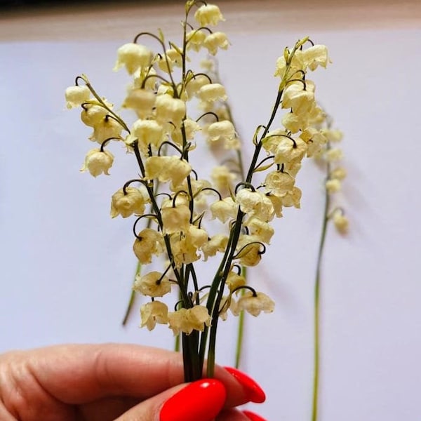 10 Stück Maiglöckchen Zweige, Getrocknete Blume. Weiß zarte Blüten. Seifengesteck