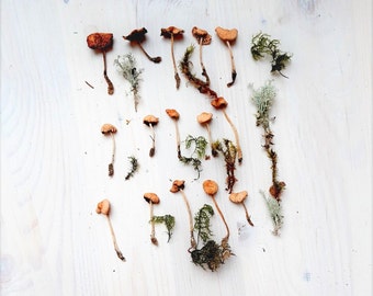 The smallest dried mushrooms, a set of 15 pieces