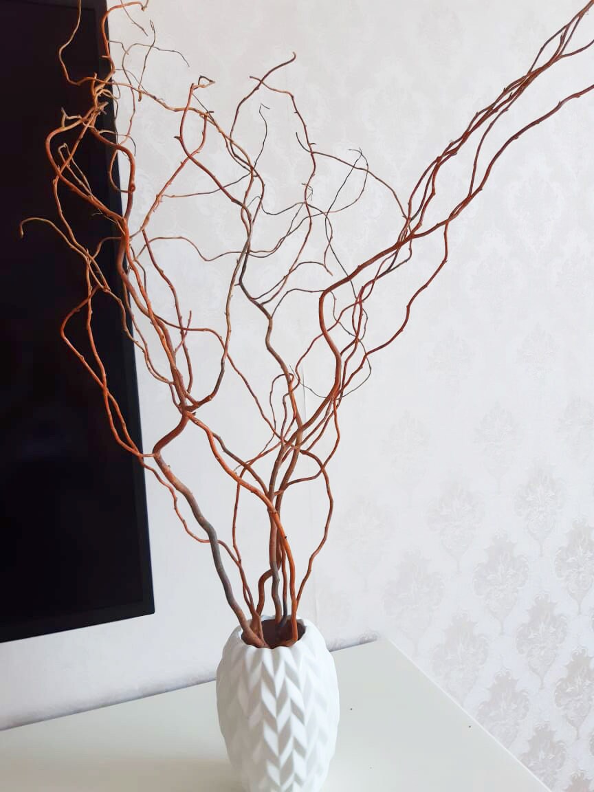 Curly Willow Live Willows Best Spring Decor 34 Feet Etsy