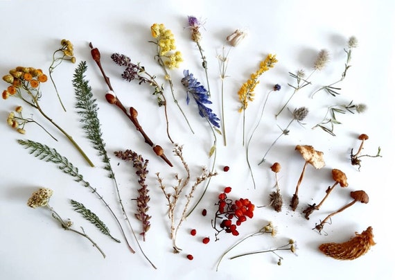 Natural Pressed Dried Flowers and Leaves Pack of 14-Count, 5 Species