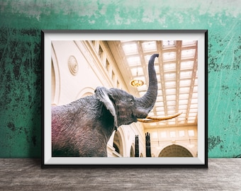 ELEPHANTS, Field Museum Chicago Photography Print - Unframed Wall Art Print - Chicago Photo Print - Museum Wall Art