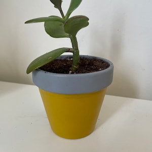 Medium Plant Pot