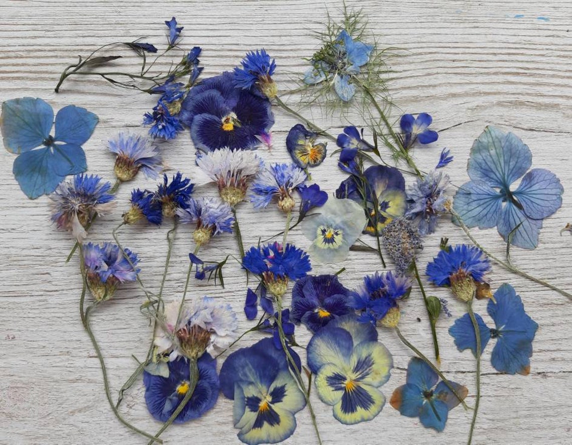 15 BLUE Wildflowers Pressed Dried English Garden Craft Journal Etsy