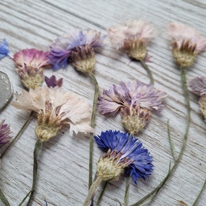 10 Edible Cornflowers Wildflowers Pressed Dried Flowers Wedding Cake Craft  Soap Candle Decoration Cupcakes Cocktail Garnish Resin