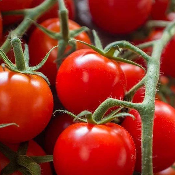 Solanum lycoperscium. Large Red Cherry Tomato Seeds. Non-GMO, annual, open-pollinated, heirloom, indeterminate, cherry tomatoTraceability-3g