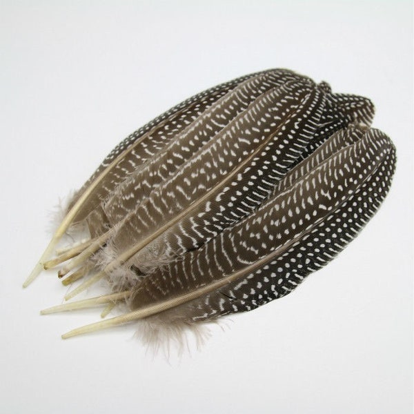 Guinea Fowl Quill- Naturaul   spotted feather