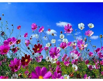 Cosmos, Sensation Mix Flower Seeds - Cut Flowers, Butterfly Garden, Pollinator Friendly, Heirloom, Non-GMO-2g（500 seeds）