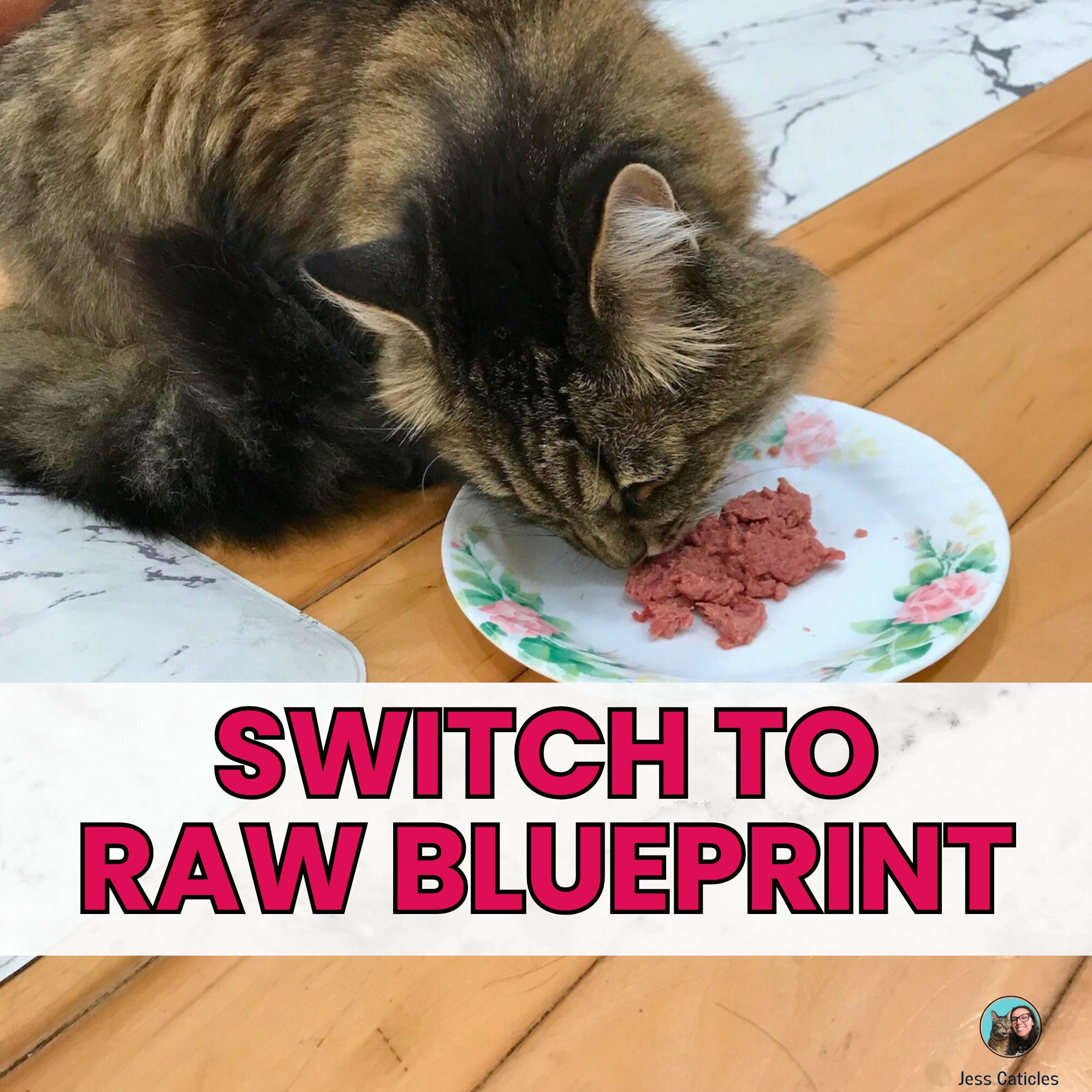 Raw Cat Food 