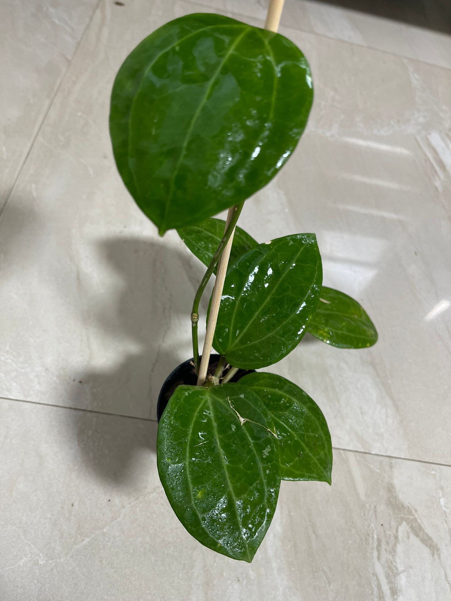 rare hoya House plant medium plant Hoya Hoya Sarawak Borneo 