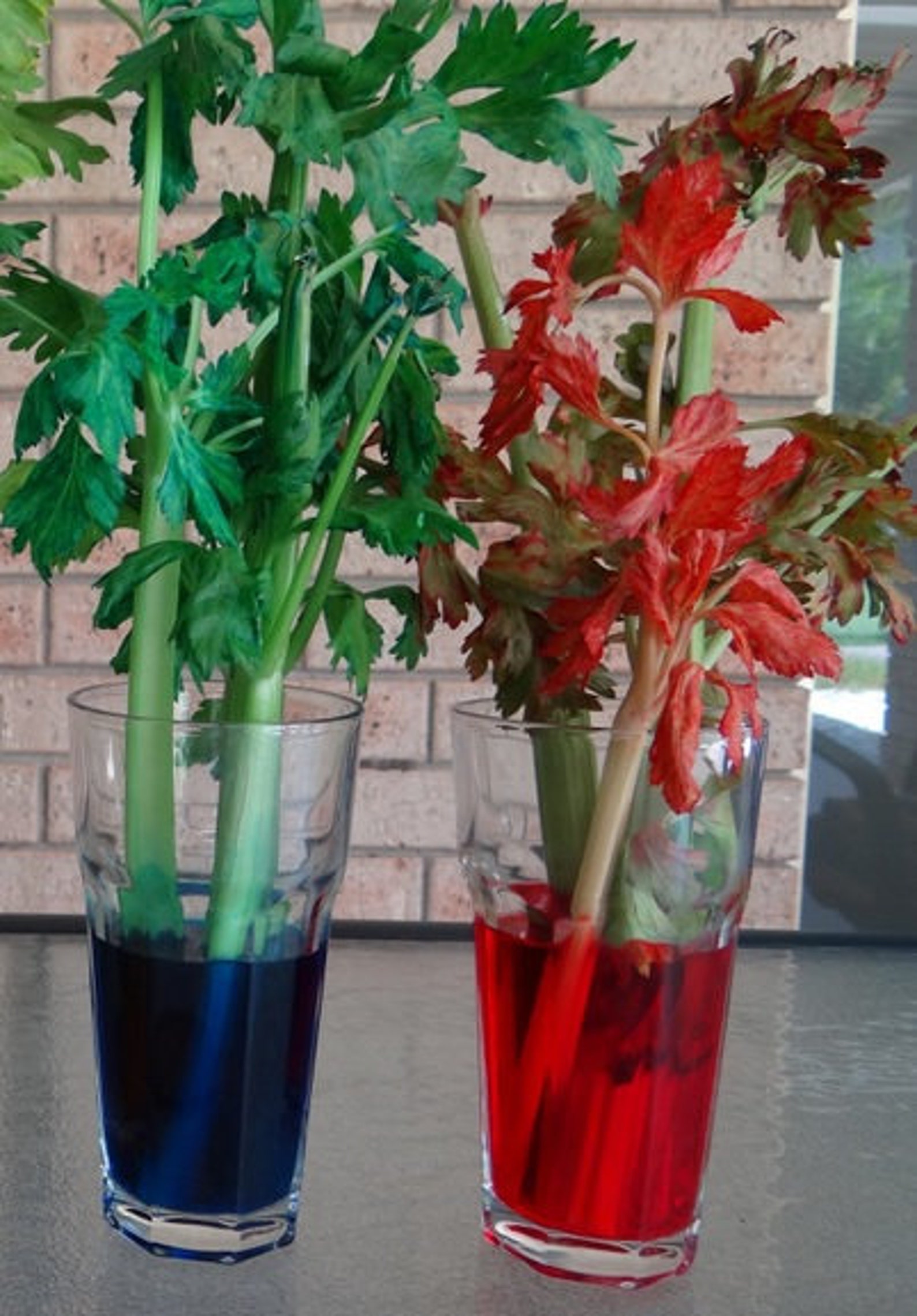 Celery Experiment Worksheet Groups or Individual Etsy