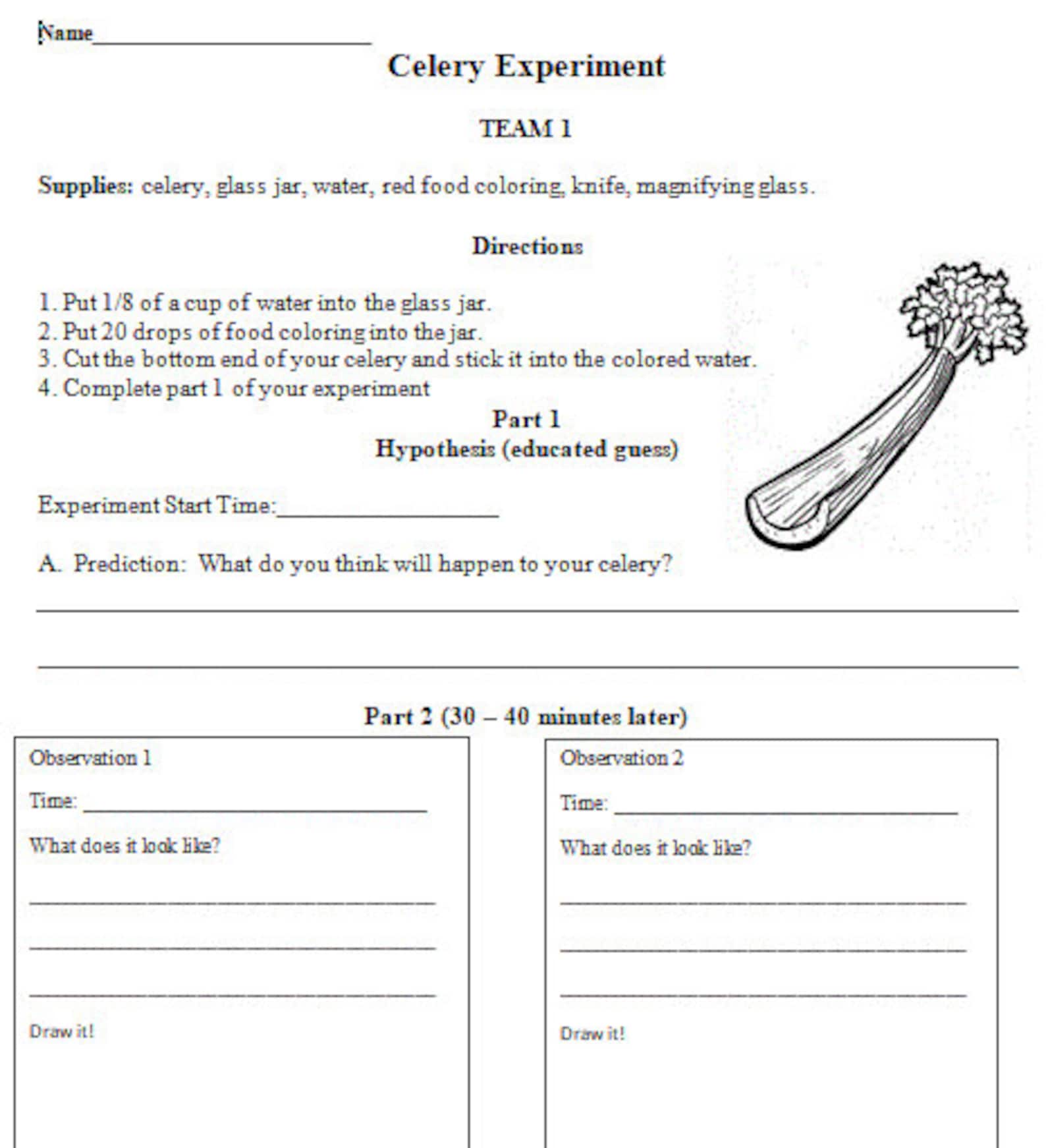 celery-experiment-worksheet-groups-or-individual-etsy