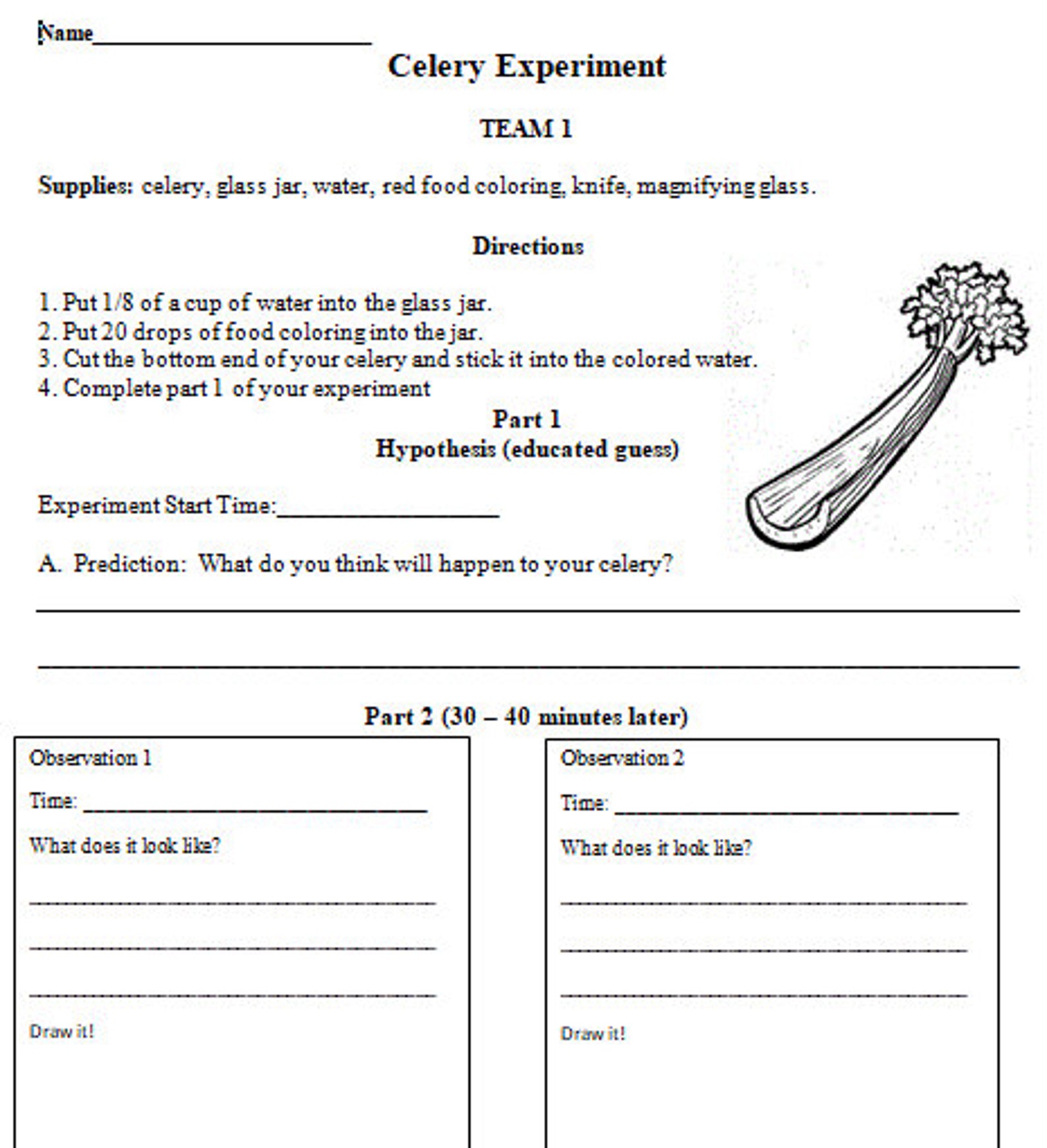 Celery Experiment Worksheet Groups Or Individual Etsy